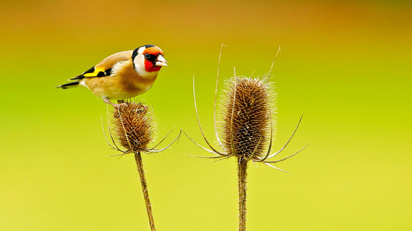 Goldfinch (Carduelis carduelis) - British Birds - Woodland Trust