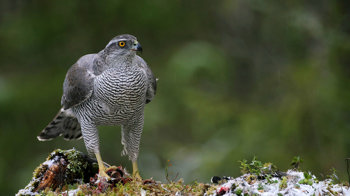 Goshawk perched on mossy stump