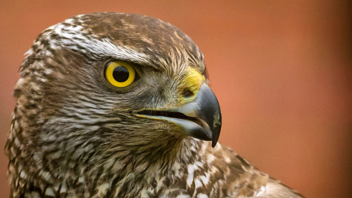 Goshawk extreme close-up