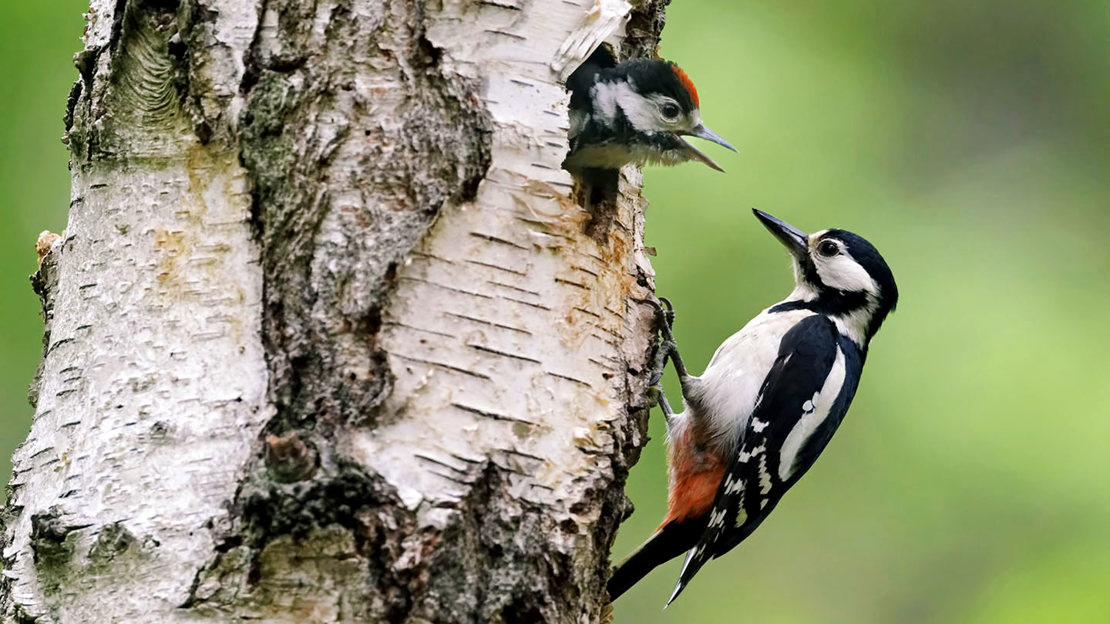 Great spotted woodpecker female with young looking out of nest hole