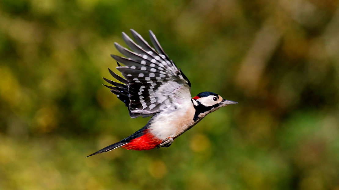 Great spotted woodpecker male in flight