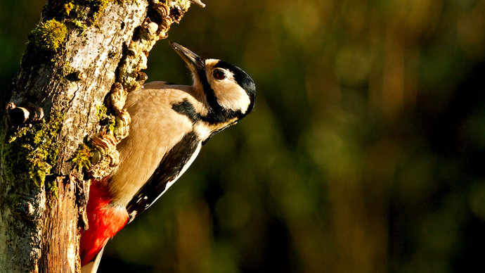 Great spotted woodpecker on tree trunk