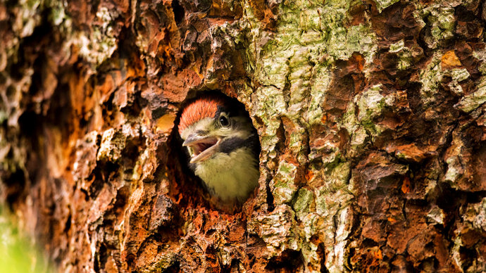 Great spotted woodpecker chick in nest hole
