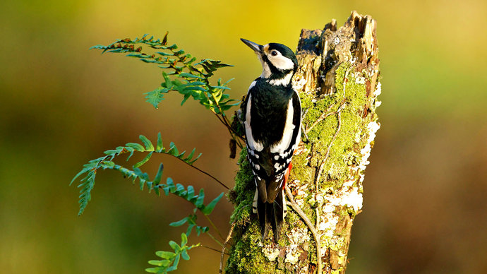 Great spotted woodpecker back view