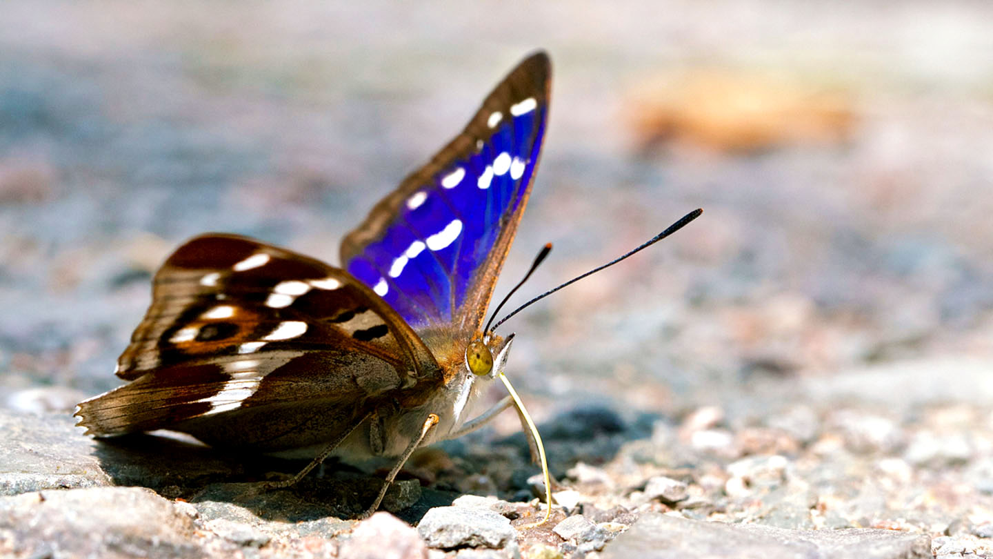 Purple Emperor (Apatura iris) Butterflies Woodland Trust