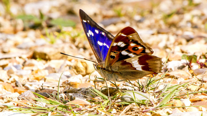 Purple emperor butterfly on the ground with a view of the underwing pattern
