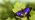 Male purple emperor butterfly on English oak leaf 