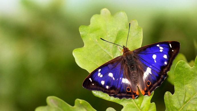 Male purple emperor butterfly on English oak leaf