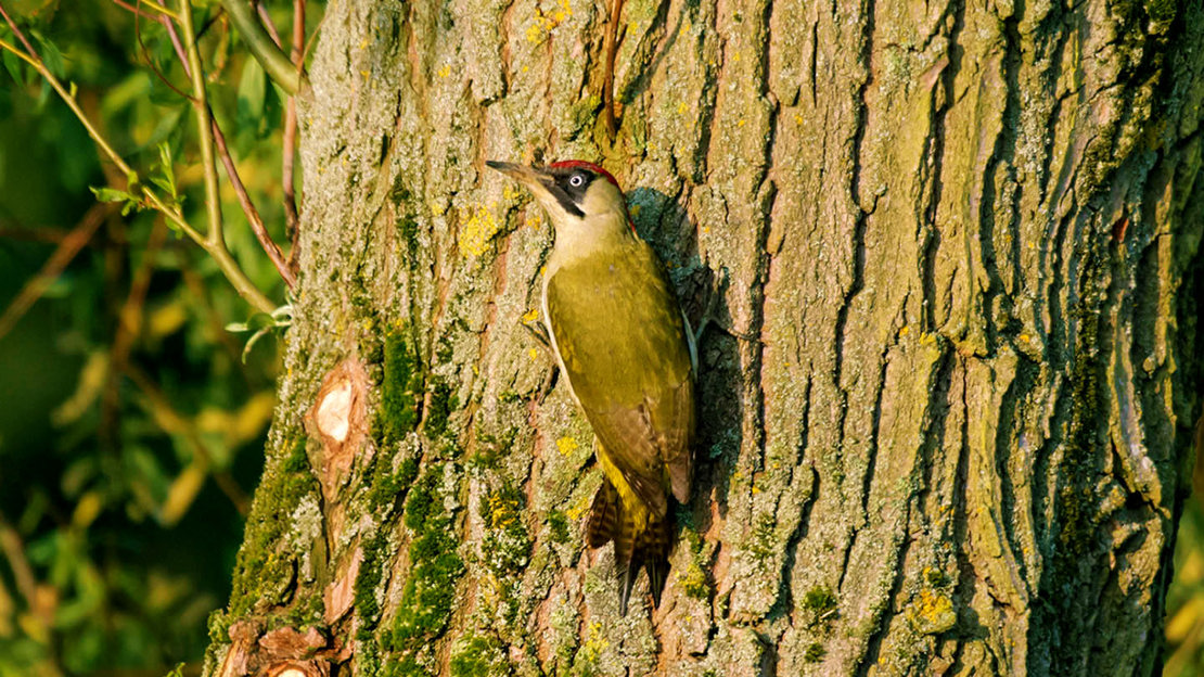 Green woodpecker on tree