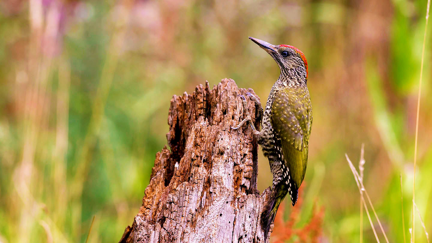 Green woodpecker perched on tree stump