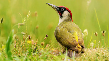 Green woodpecker close up