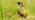 Green woodpecker close up