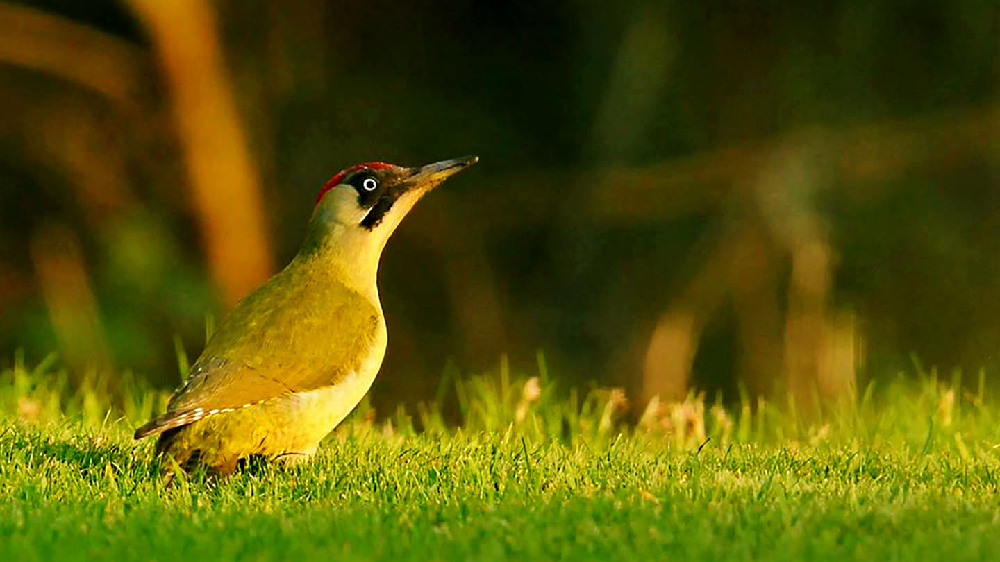 Green woodpecker female on grass