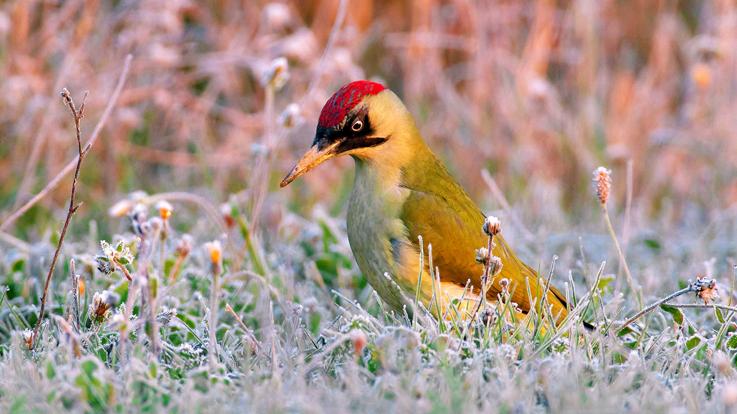 Green Woodpecker (Picus viridis) - Woodland Trust