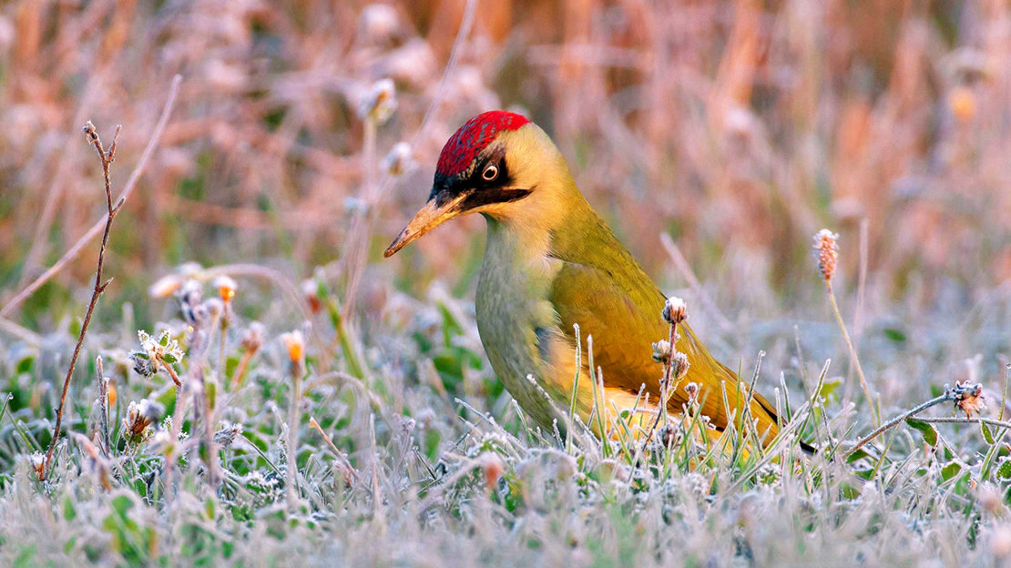 Green woodpecker foraging in the frozen grass