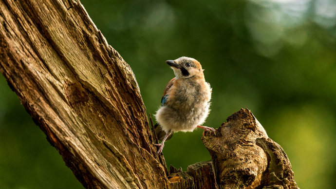 Jay juvenile on old tree stump