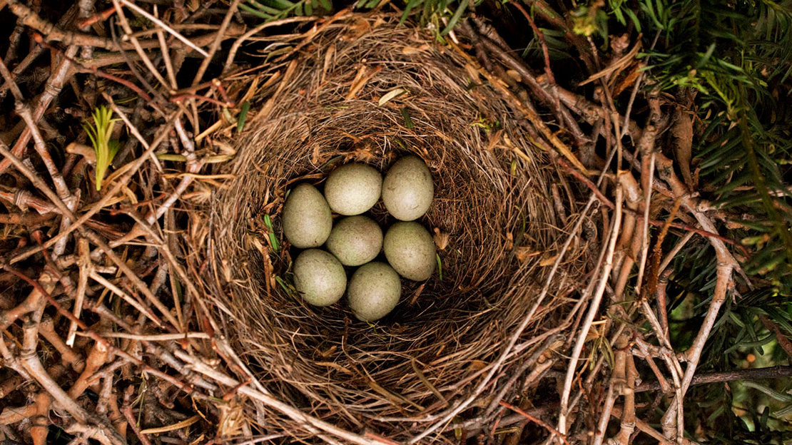 Jay nest with seven eggs