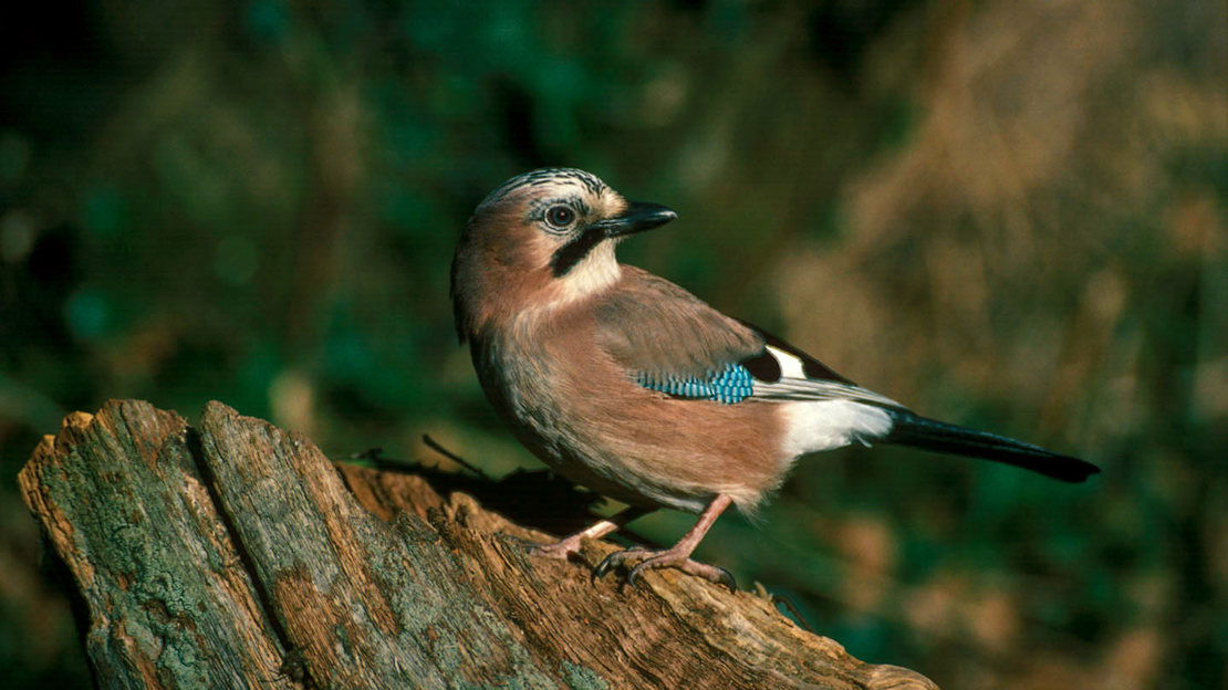 Jay perched on stump