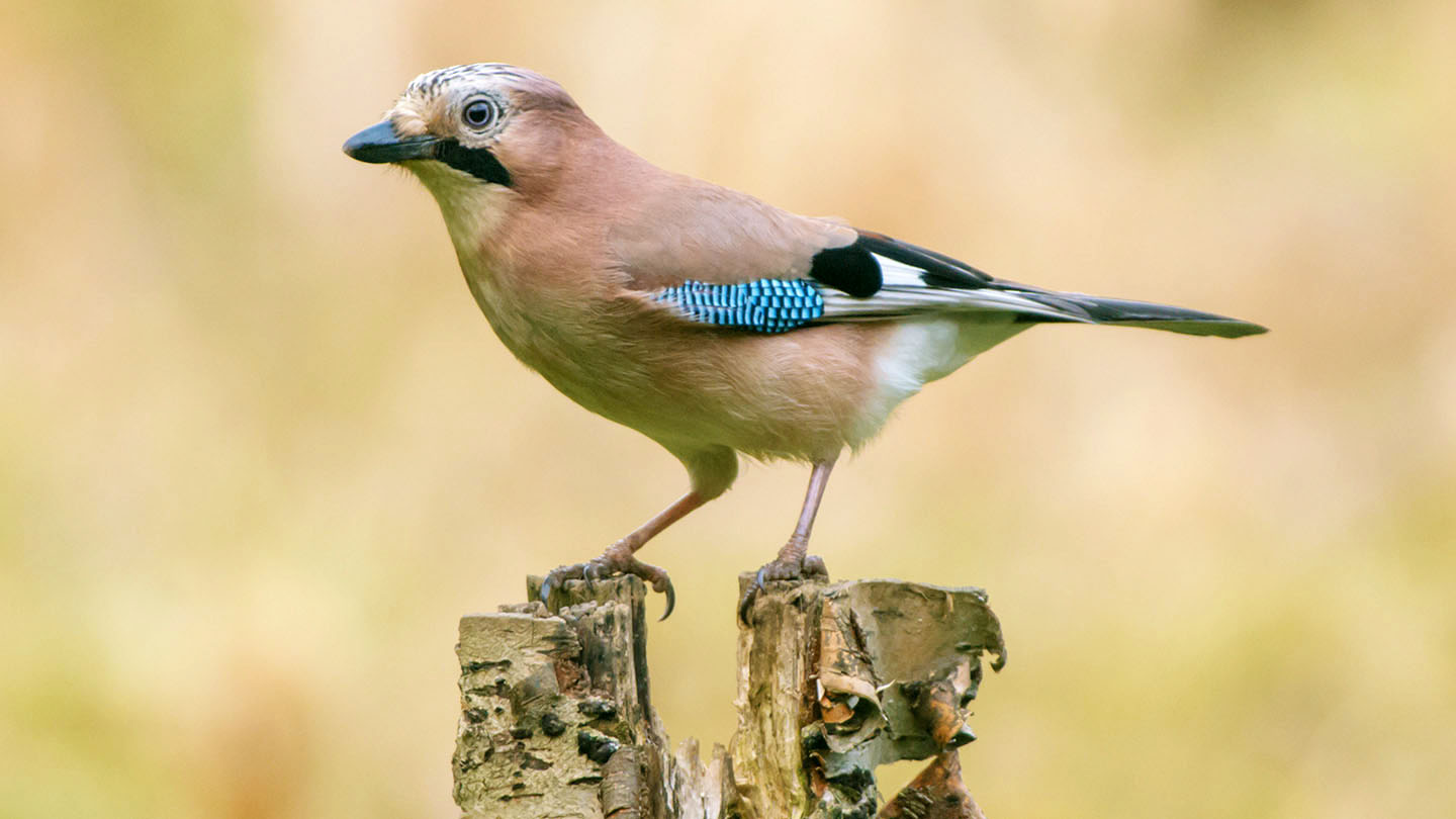 Blue Jay Wings Spread