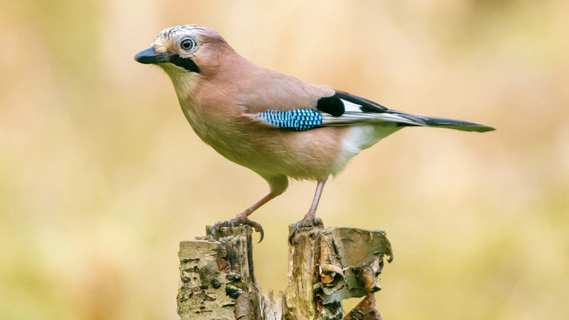 Jay close up on perch