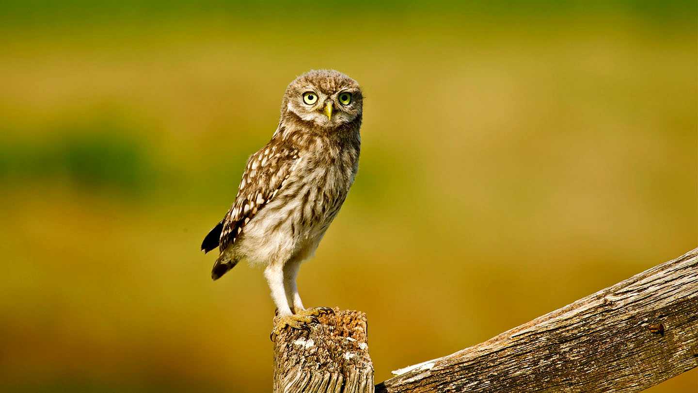 Little Owl (Athene noctua) British Birds Woodland Trust