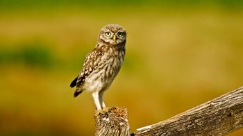 Little owl perched on fence post Little owl perched on fence post