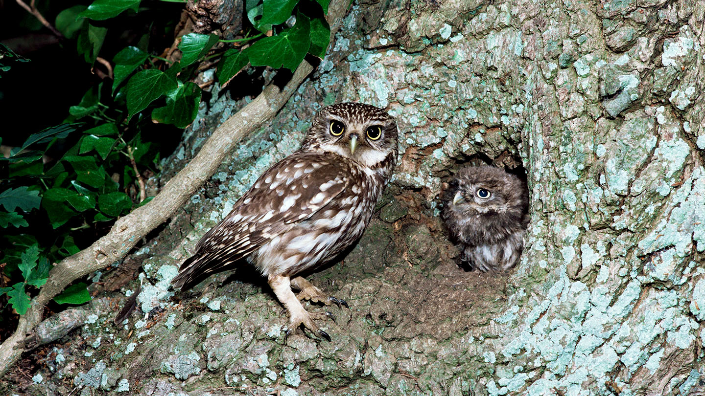 Little Owl (Athene noctua) British Birds Woodland Trust