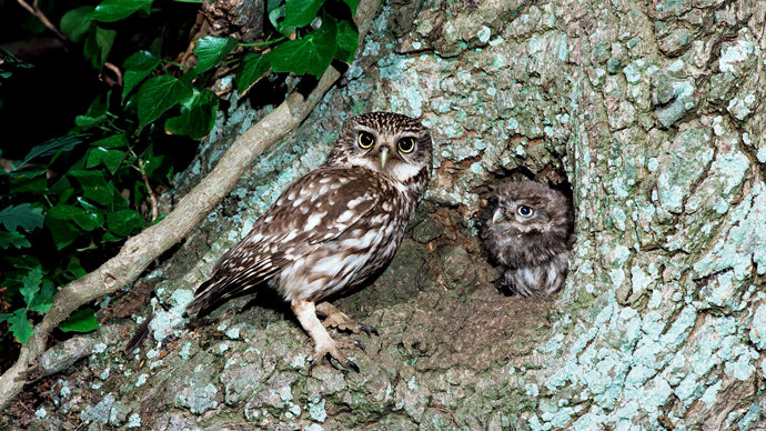 Little owl with chick in nest hole