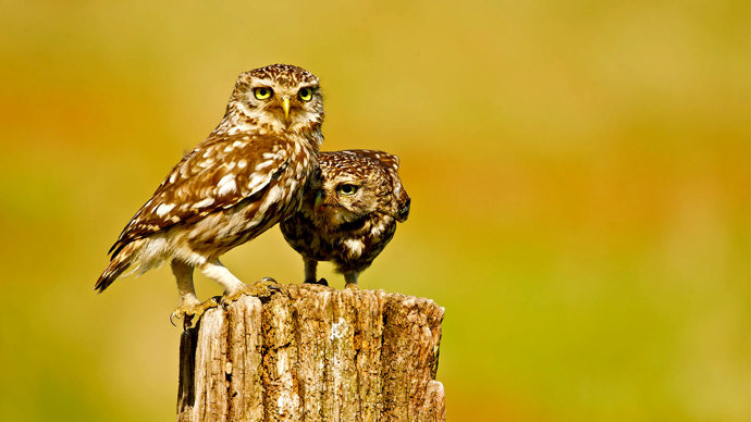 Two little owls perched