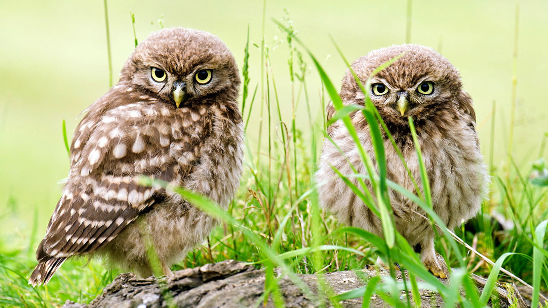 Two little owl chicks on tree stump