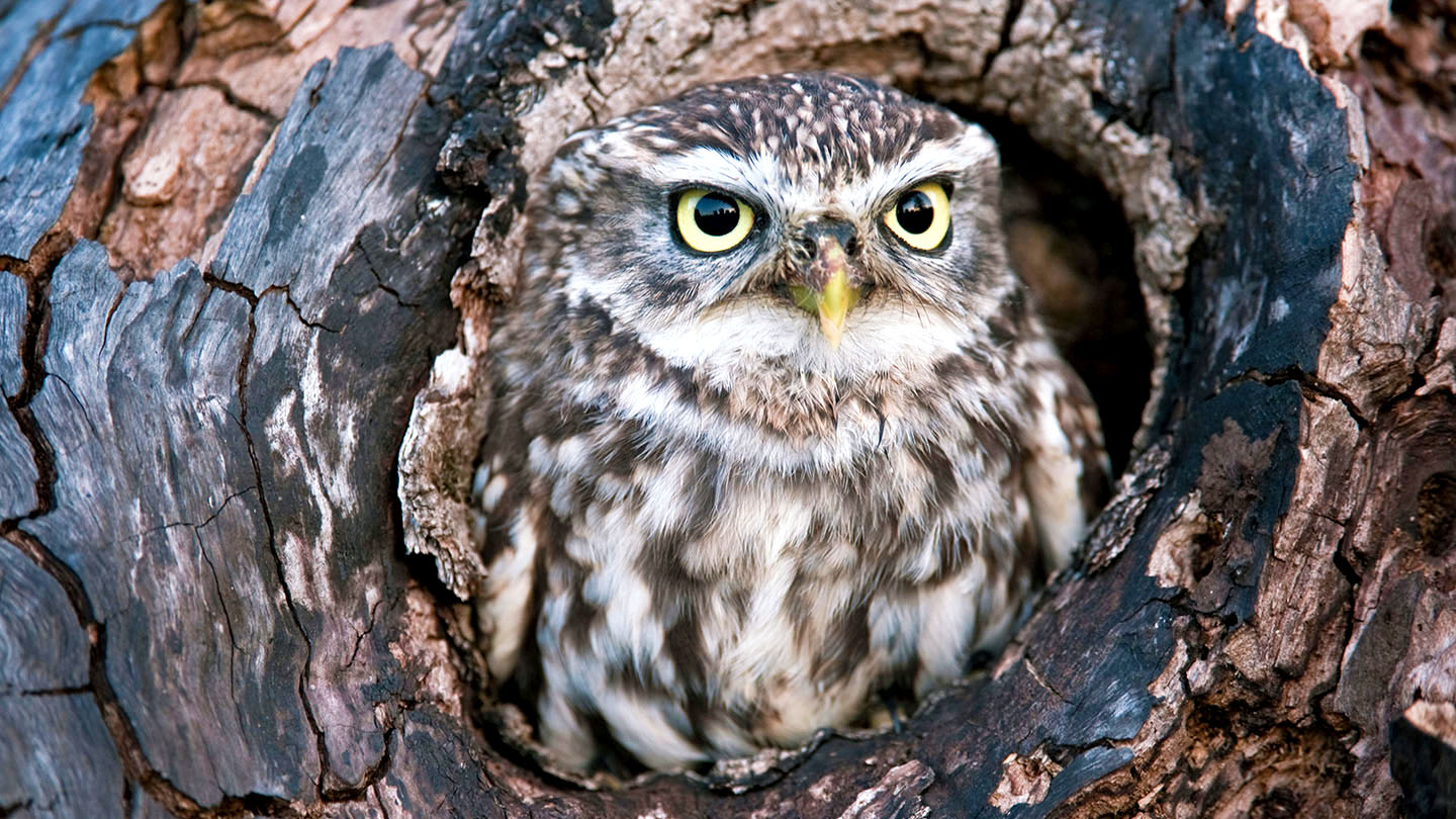 Little Owl (Athene noctua) British Birds Woodland Trust