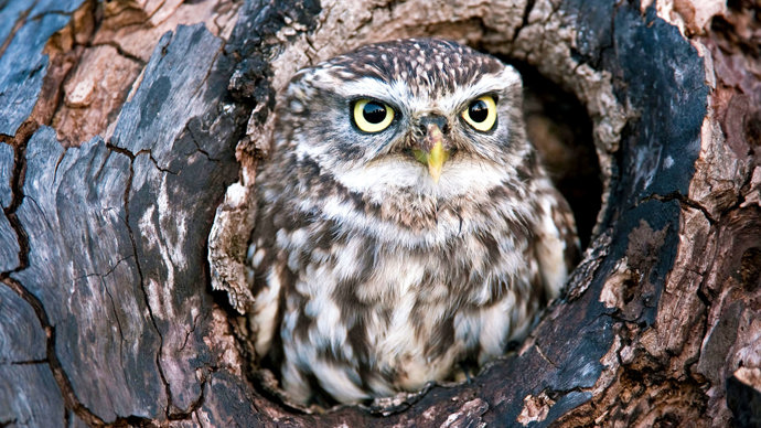 Little owl close-up in tree hollow