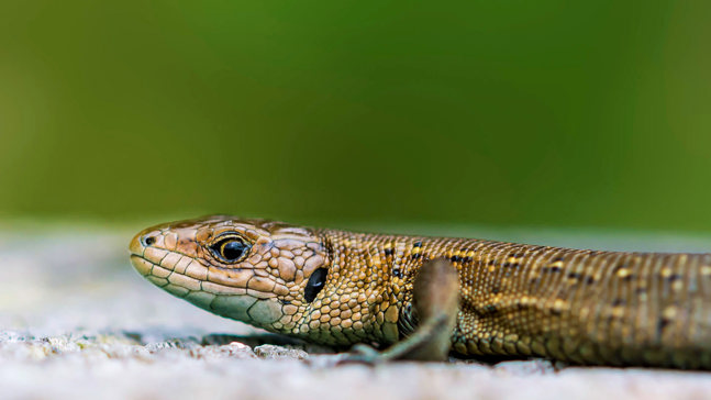 Common Lizard (Zootoca vivipara) - Woodland Trust