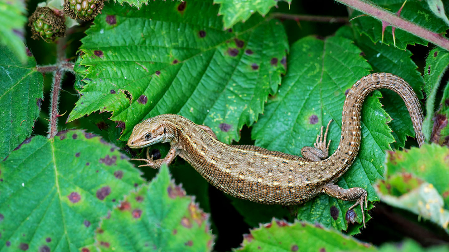 Common Lizard (Zootoca vivipara) Woodland Trust