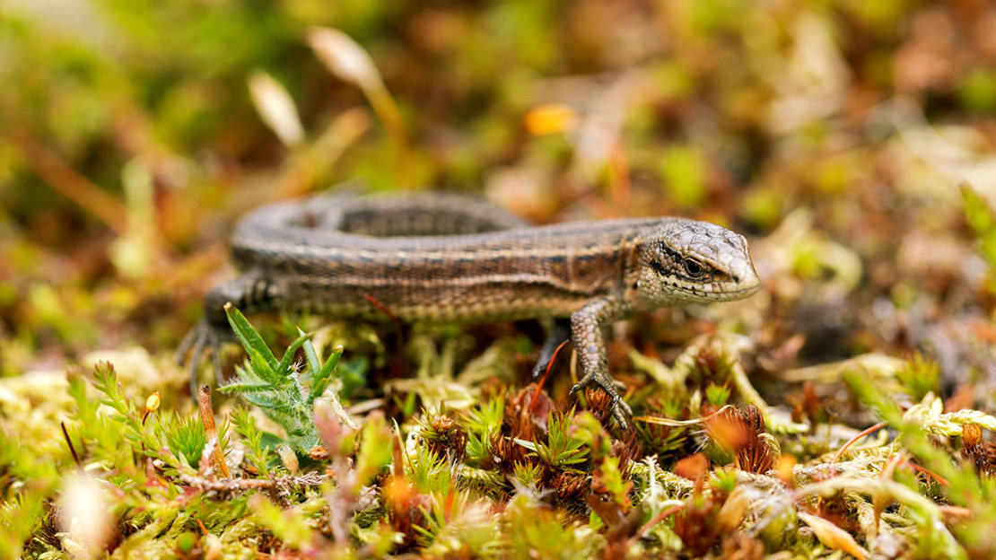 Common Lizard Zootoca Vivipara Woodland Trust common-lizard-zootoca-vivipara-woodland-trust