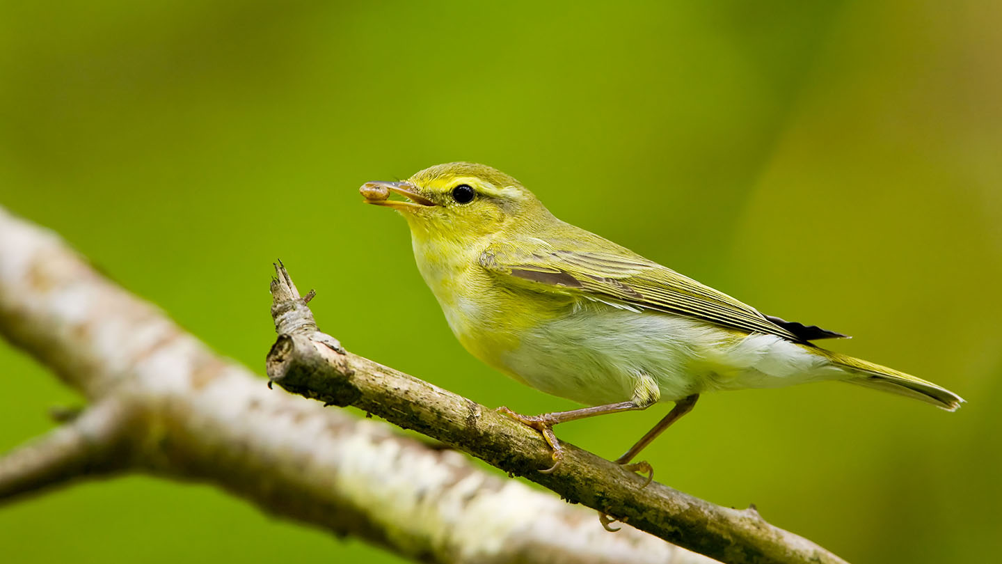 Wood Warbler (Phylloscopus sibilatrix) - Woodland Trust