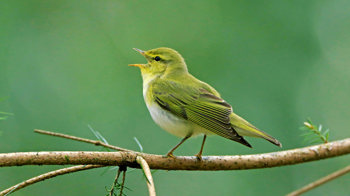 Wood warbler singing on branch