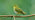 Wood warbler singing on branch