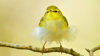 Juvenile wood warbler on branch