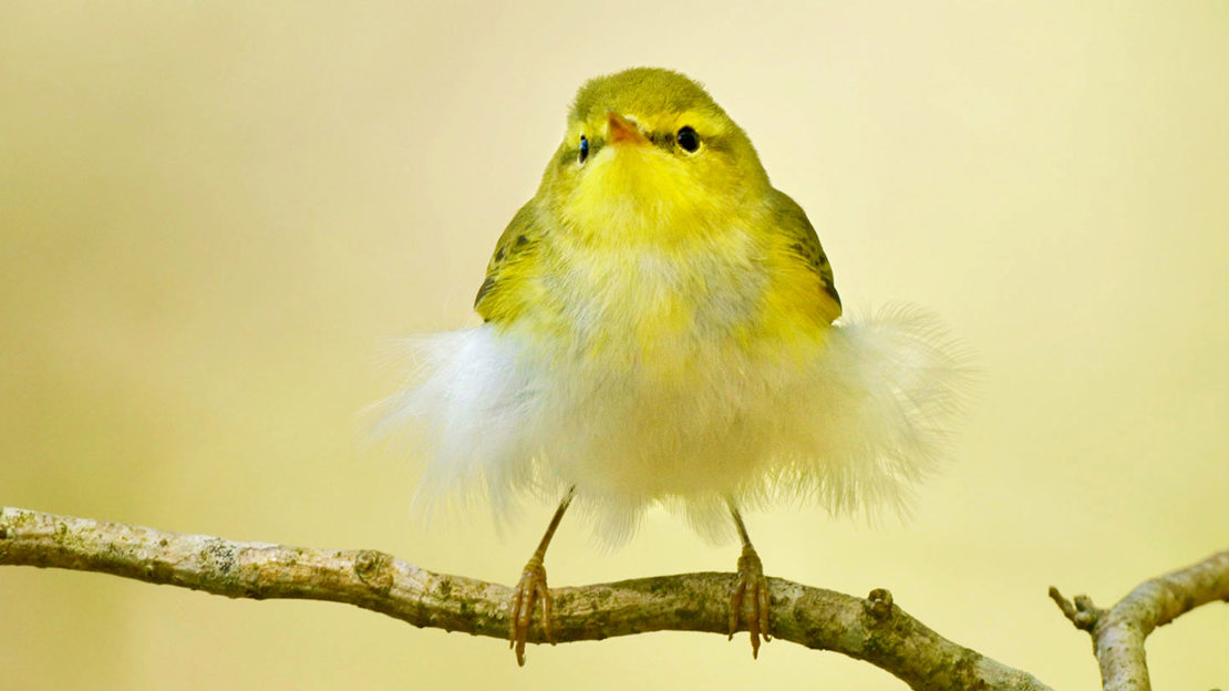 Juvenile wood warbler on branch Juvenile wood warbler on branch