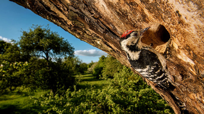 Lesser spotted woodpecker male excavating nest hole in apple tree