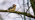 Lesser spotted woodpecker on branch