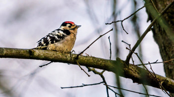 Lesser spotted woodpecker on branch Lesser spotted woodpecker on branch