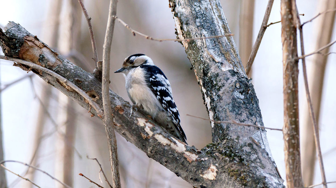 Lesser spotted woodpecker female perched