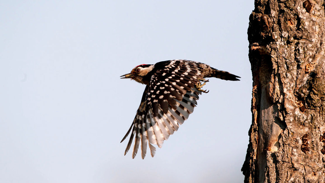 Lesser spotted woodpecker in flight