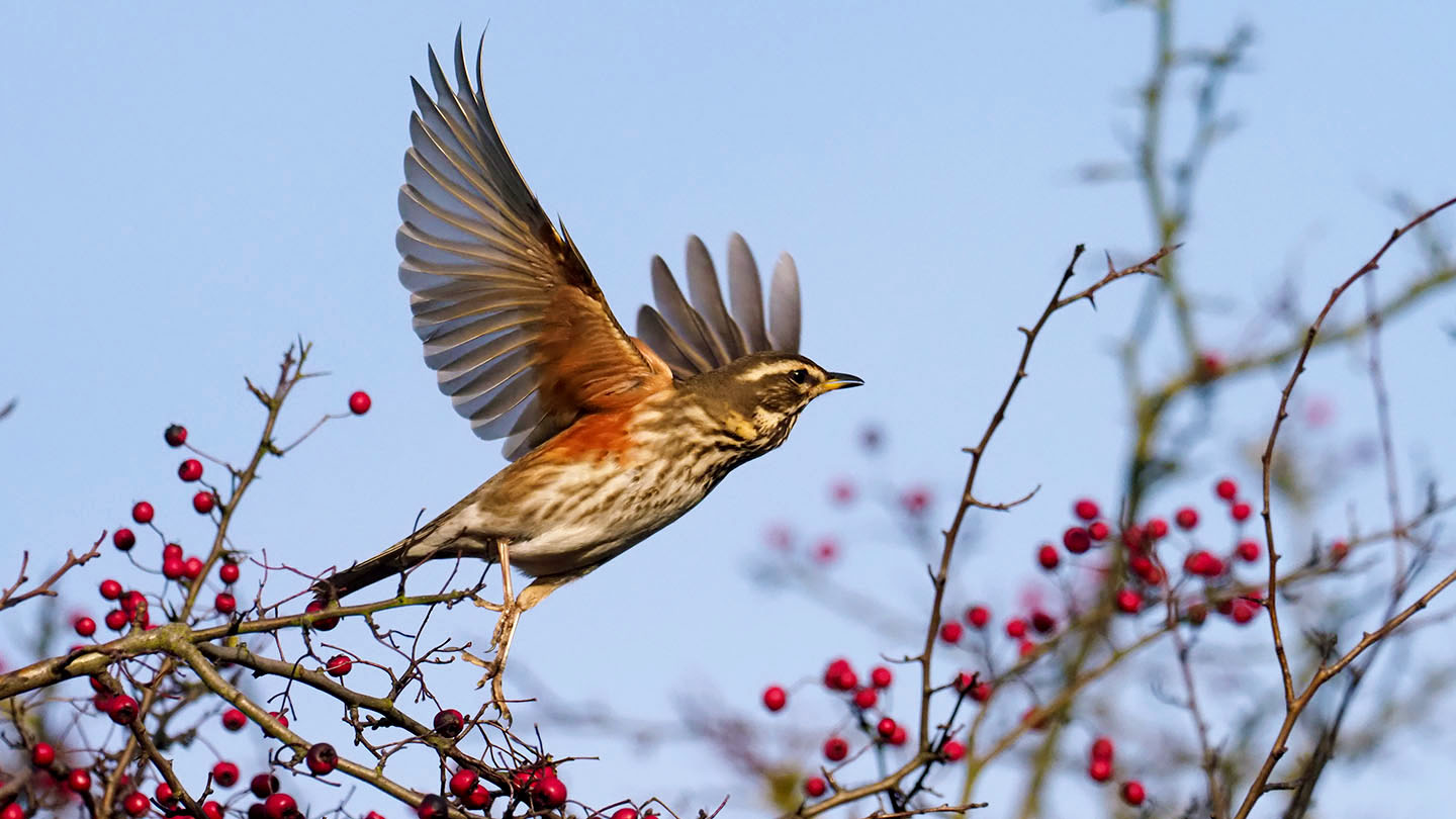 Redwing (Turdus iliacus) - British Birds - Woodland Trust