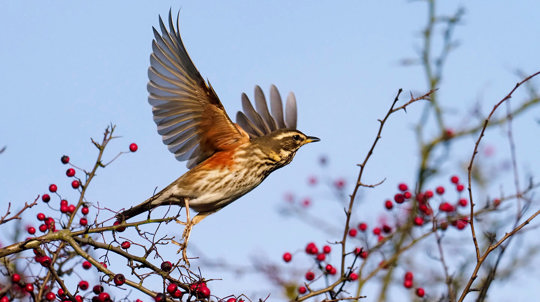 Redwing taking off