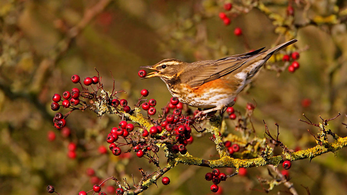Redwing eating hawthorn berry