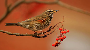 Redwing on berry branch 