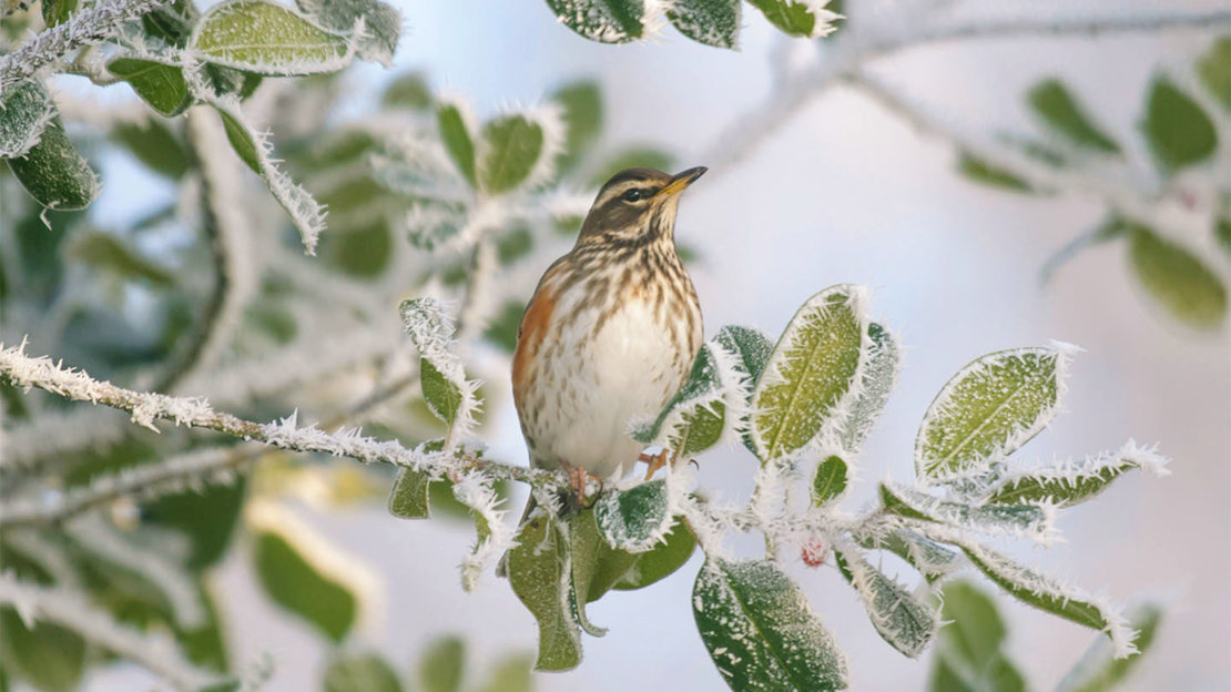 Redwing perched on frosty branch